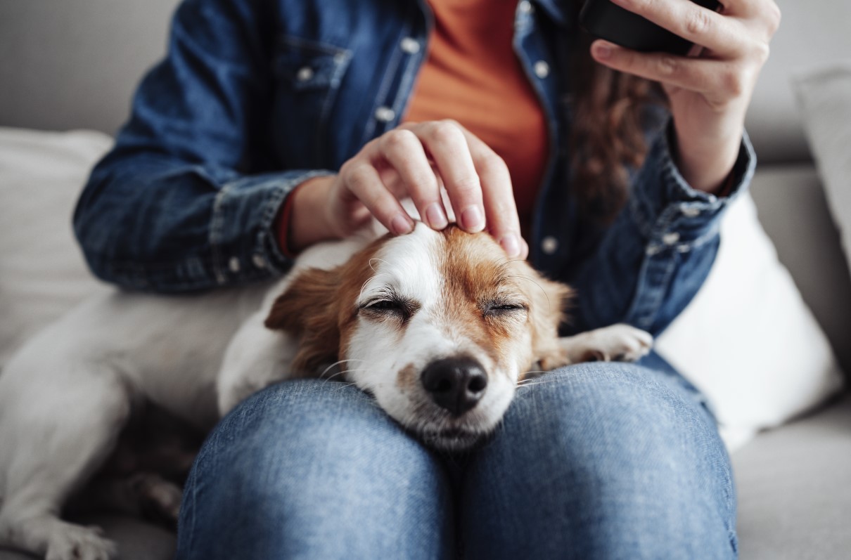 What to Know About Flying With Your Pet on a PCS Move